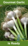 2010 Gourmet Garlic is Ready!