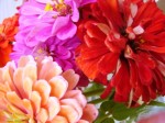 I Love Zinnias