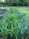 Five Simple Steps to a Successful Vegetable Garden