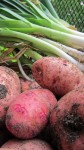 Harvesting Potatoes