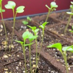 Sowing Inside for the Fall Vegetable Garden