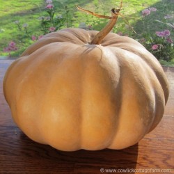 In the Vegetable Garden on Linnaeus Day: Seminole Squash