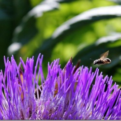 Flirtation With a Honeybee