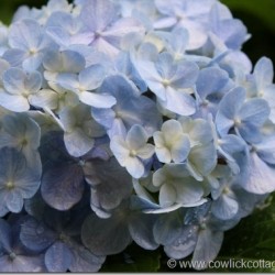 Hydrangeas in the Rain