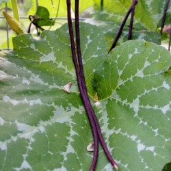 In My Vegetable Garden: Chinese Red Long Beans