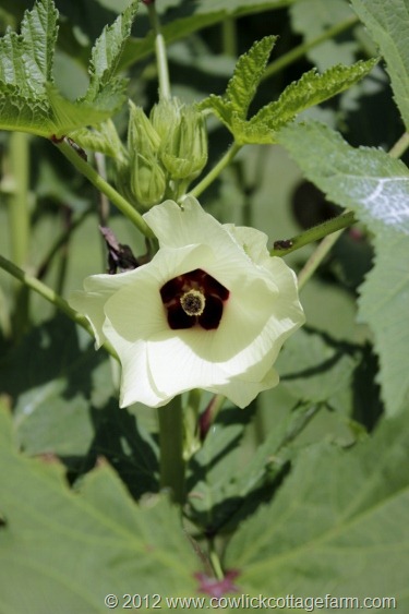 Okra Blossom, Cowlick Cottage Farm