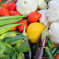 Vegetable Garden