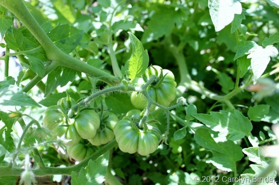 Heirloom Tomatoes on the Vine