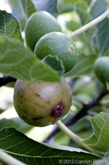 Growing Figs at Cowlick Cottage Farm