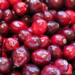 Easy Cranberry Freezer Jam