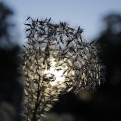 November Evening Garden Walk