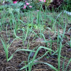 December Morning In My Garden