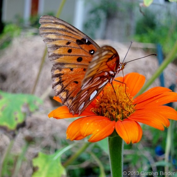 Carolyn Binder, www.cowlickcottagefarm.com