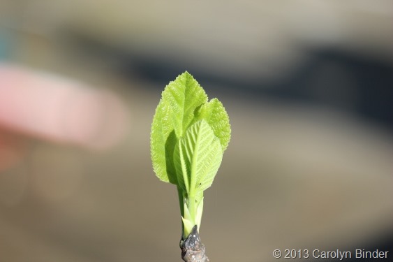 Carolyn Binder, www.cowlickcottagefarm.com