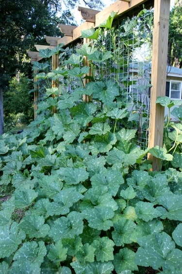 New Lens, Cow Panel Trellis, Carolyn Binder, www.cowlickcottagefarm.com