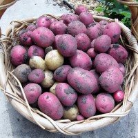 Growing and Harvesting Potatoes