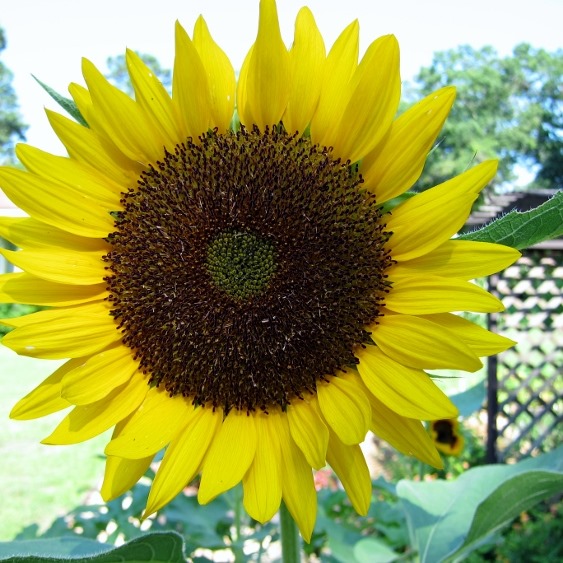 Sunflower, Cowlick Cottage Farm