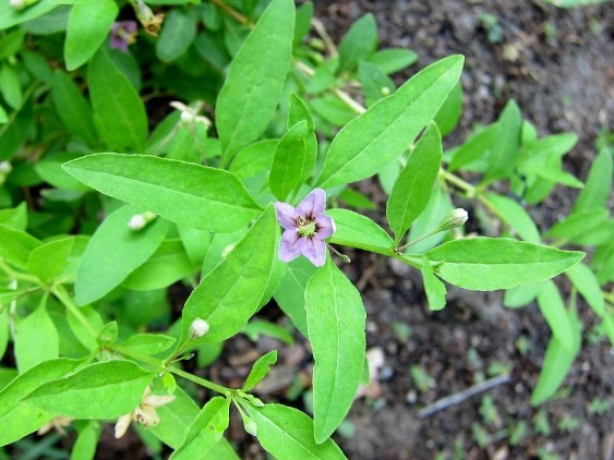 Proven Winners - Sweet Lifeberry™ - Goji Berry, Cowlick Cottage Farm