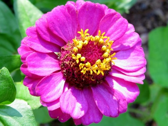 Zinnia, Cowlick Cottage Farm