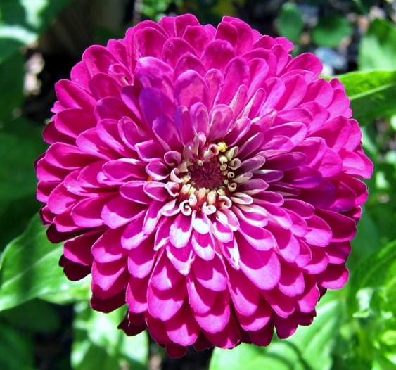 Zinnia, Cowlick Cottage Farm