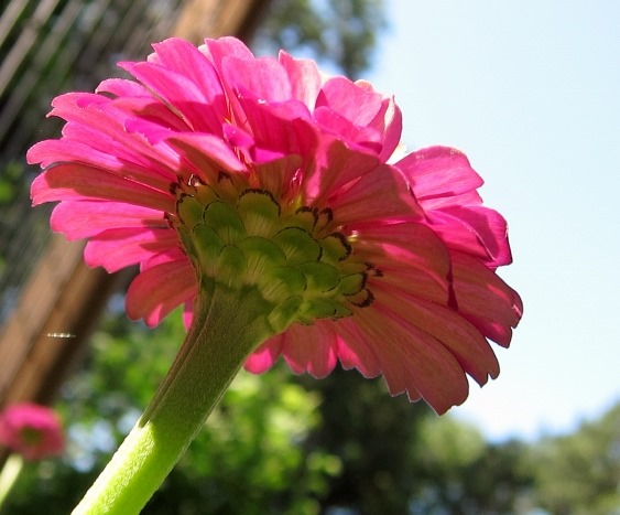 Zinnia, Cowlick Cottage Farm