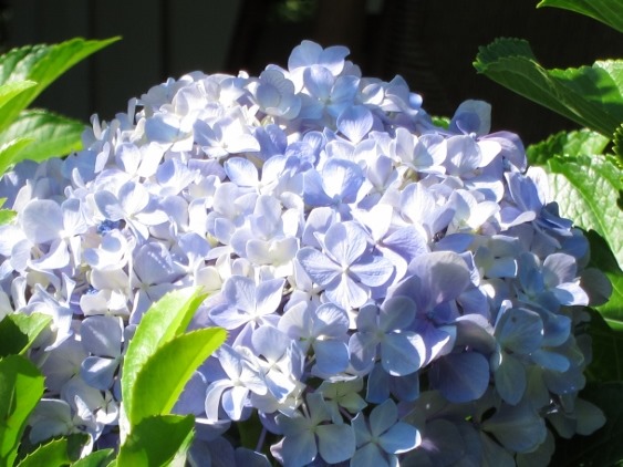 Hydrangea, Cowlick Cottage Farm