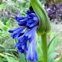 Garden Walk at Cowlick Cottage Farm