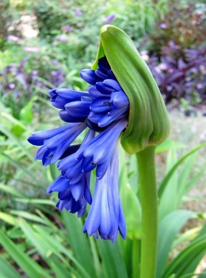 Agapanthus, Cowlick Cottage Farm