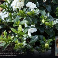 Gardenia jasminoides Jubilation