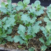 Brassica seedlings