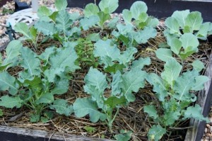 Brassica seedlings