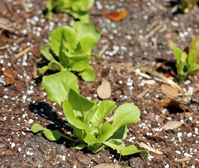 Baby Lettuces (640x541)