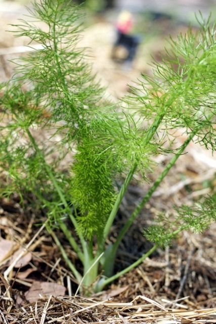 Fennel (427x640)