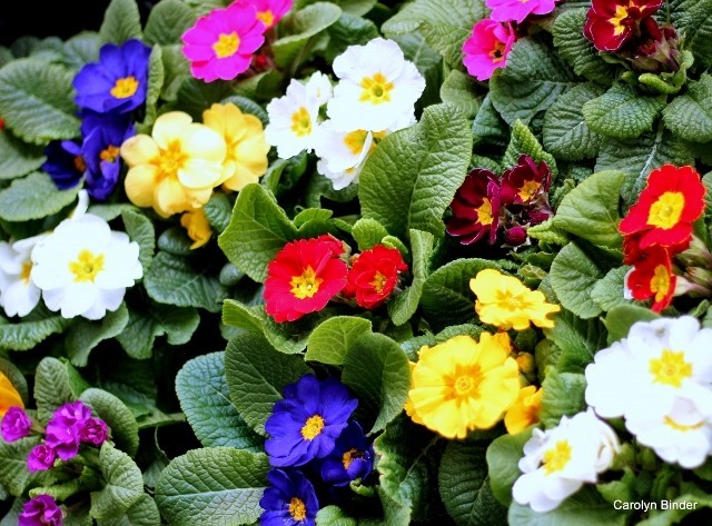 Primroses (640x473)