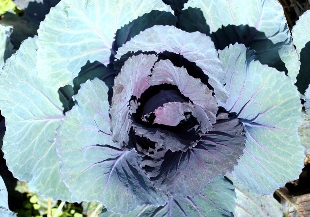 Purple Cabbage 2 (640x448)