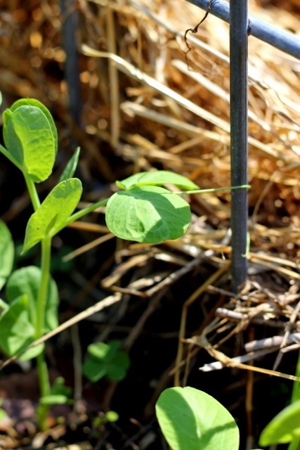 Snow Pea (427x640)