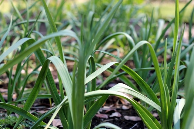 Spring Garlic (640x427)