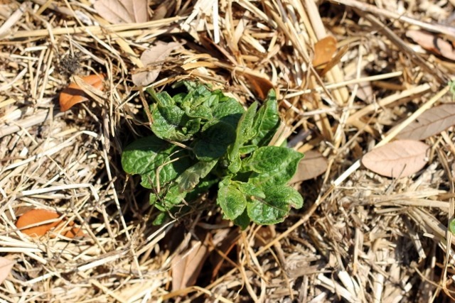 Spud Bud (640x427)