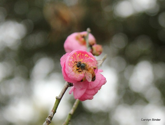 Apricot Bee January II 1-2-2015 3-20-53 PM