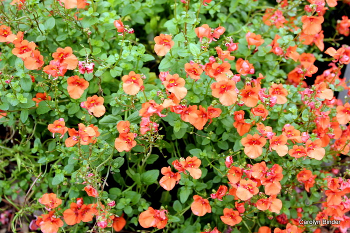 Diascia II 1-2-2015 3-23-53 PM 1-2-2015 3-23-53 PM