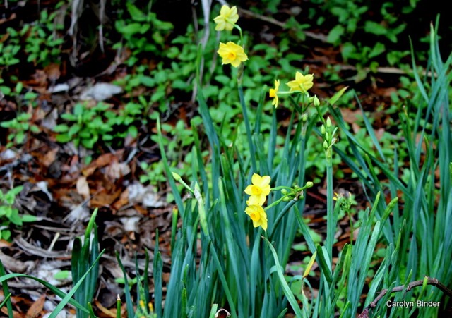 Jonquils 1-2-2015 1-24-35 PM