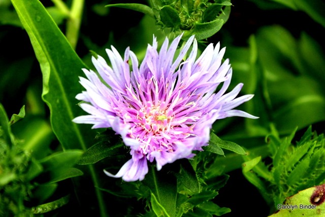 Stokes Aster 1-2-2015 3-24-43 PM